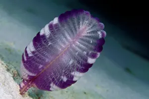 Palawan: Purple Sea Feather (Virgularia sp.) (Virgulariidae)