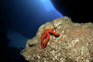 Stelleroidea: Purple sea star, Ophidiaster ophidianus, Gruta Azul