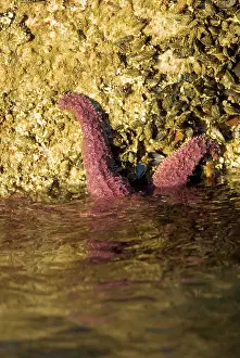 Ochraceus: Purple sea star, Pisaster ochraceus, Stanley