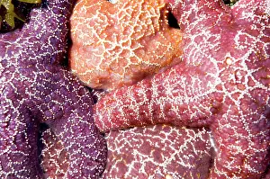 Ochraceus: Purple sea stars, Asterias ochracea, Long