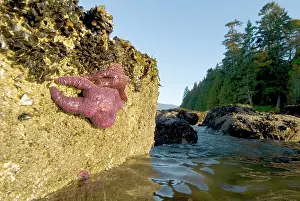 Ochraceus: Purple sea stars, Pisaster ochraceus, Stanley