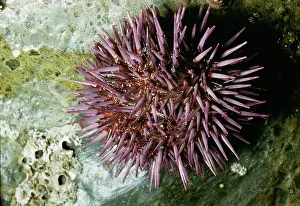 Urchins: PURPLE SEA URCHIN