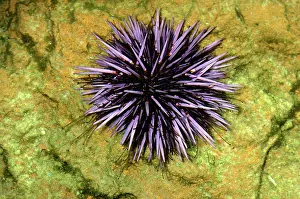 Urchins: PURPLE SEA URCHIN