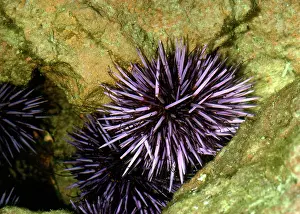Urchins: PURPLE SEA URCHIN