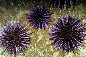 Urchins: Purple Sea Urchin
