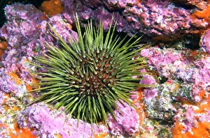 Echinoidea: Purple sea urchin (Paracentrotus lividus) on the