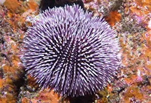 Echinoidea: Purple sea urchin (Sphaerechinus granularis), Tenerife