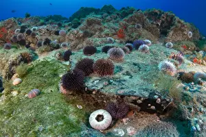 Echinoidea: Purple sea urchin (Sphaerechinus granularis). Unusual