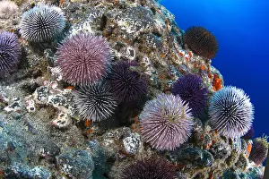 Echinoidea: Purple sea urchin (Sphaerechinus granularis). Unusual