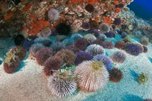 Echinoidea: Purple sea urchin (Sphaerechinus granularis). Unusual