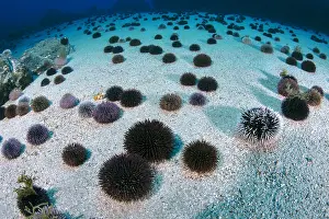 Echinoidea: Purple sea urchin (Sphaerechinus granularis). Unusual