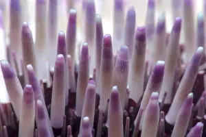 Echinoidea: Purple sea urchin (Sphaerechinus granularis), Tenerife