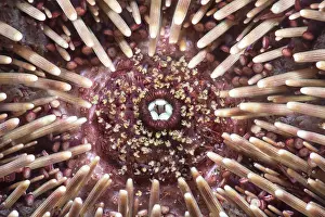 Echinoidea: Purple sea urchin (Sphaerechinus granularis). Detail