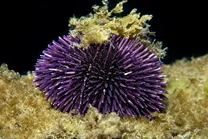 Echinoidea: Purple sea urchin (Sphaerechinus granularis), Tenerife