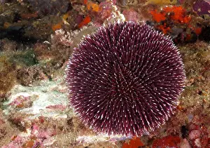 Roses: Purple sea urchin (Sphaerechinus granularis), dive s