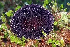 Crawl: Purple sea urchin (Sphaerechinus granularis) crawls