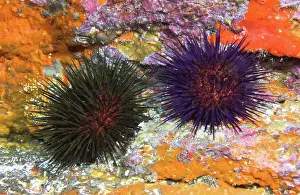 Echinoidea: Purple sea urchins (Paracentrotus lividus) on the