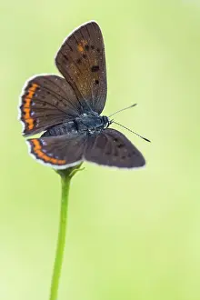 Lycaena: Purple-shot Copper