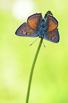 Lycaena: Purple-shot Copper