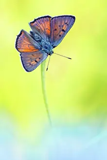 Lycaena: Purple-shot Copper