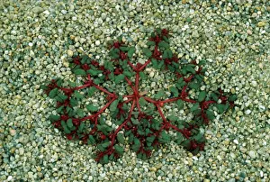 Spurges: Purple SPURGE