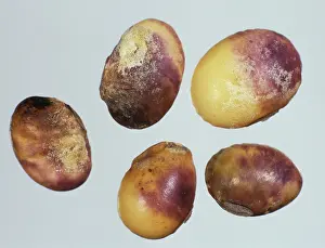 Soya: Purple Stain (Cercospora kikuchii) on Soy seeds
