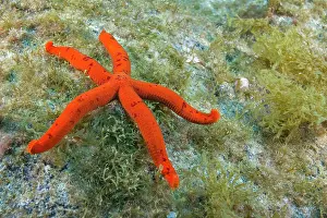 Archipelago: Purple starfish (Ophidiaster ophidianus). It is