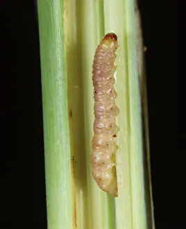 Saccharum: Purple stem borer caterpillar