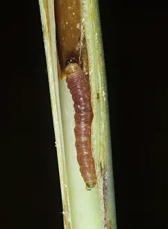 Saccharum: Purple stem borer caterpillar
