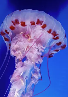Noctiluca: Purple-stiped JELLYFISH