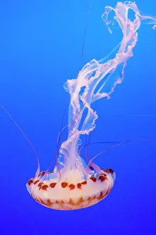 Jelly: Purple-striped Jelly