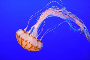 Jelly: Purple-striped Jelly