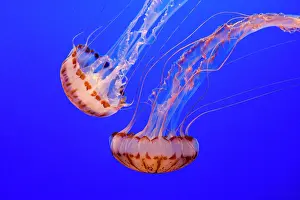 Jelly: Purple-striped Jelly