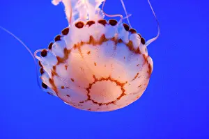 Jelly: Purple-striped Jelly