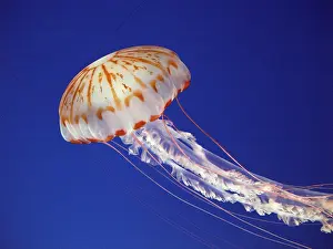 Chrysaora: Purple striped jellyfish
