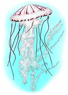 Chrysaora: Purple Striped Jellyfish