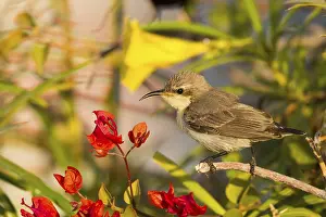 Oman: Purple Sunbird (Cinnyris asiaticus) female, Oman