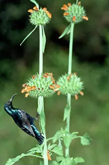 Sunbirds: Purple Sunbird - male feeding