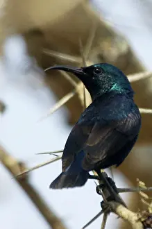 Sunbirds: Purple Sunbird - Perched on branch