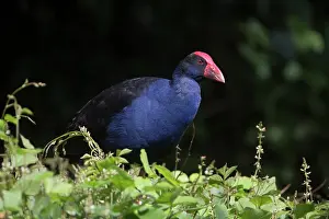 Swamphen: Purple Swamphen - on top of a 2m bush