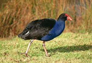 Swamphen: PURPLE SWAMPHEN