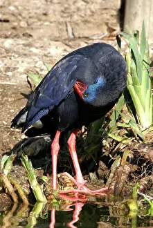 Swamphen: Purple Swamphen