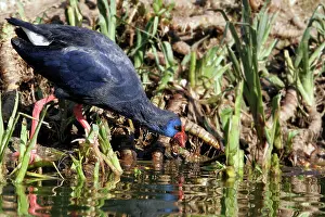 Swamphen: Purple Swamphen