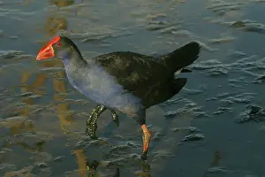 Swamphen: Purple Swamphen