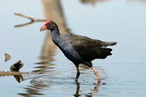 Swamphen: Purple Swamphen