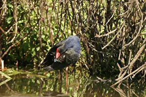 Swamphen: Purple Swamphen