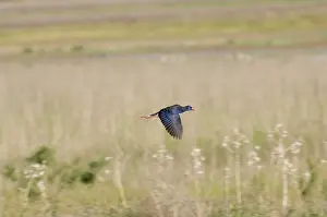 Swamphen: Purple Swamphen