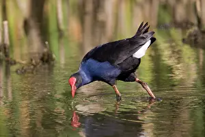 Swamphen: Purple Swamphen