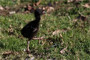 Swamphen: Purple Swamphen - Australasian Swamphen - A chick