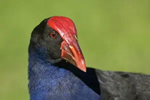 Swamphen: Purple Swamphen - close up of head